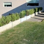 Beautiful concrete trough planters