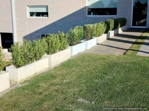 Beautiful concrete trough planters