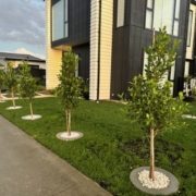 Concrete Tree Rings for Sale