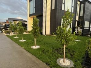 Concrete Tree Rings for Sale